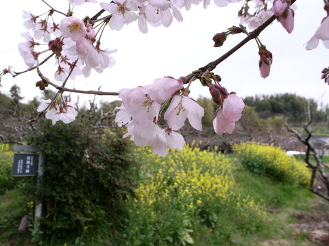 f:id:gzutetsu:20100320134931j:image