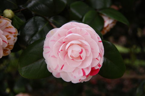 f:id:gzutetsu:20100320135944j:image