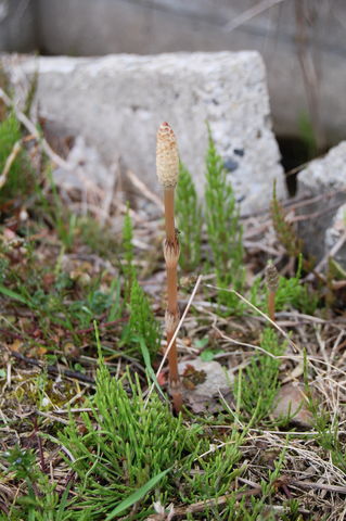 f:id:gzutetsu:20100320140955j:image