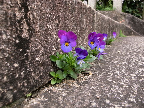 f:id:gzutetsu:20100321104206j:image