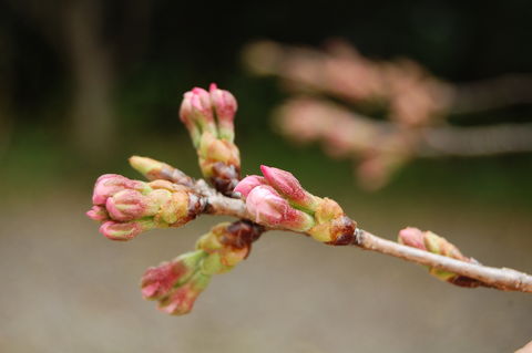 f:id:gzutetsu:20100321110911j:image