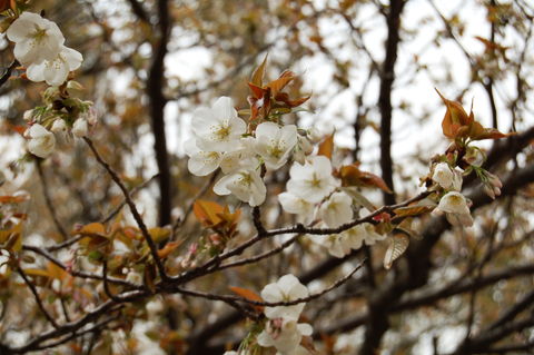 f:id:gzutetsu:20100321111713j:image