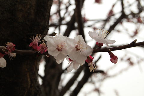 f:id:gzutetsu:20100321114154j:image