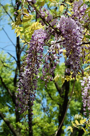 f:id:gzutetsu:20100429135507j:image