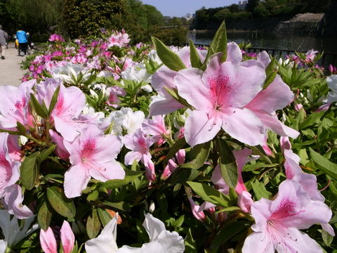 f:id:gzutetsu:20100429141147j:image