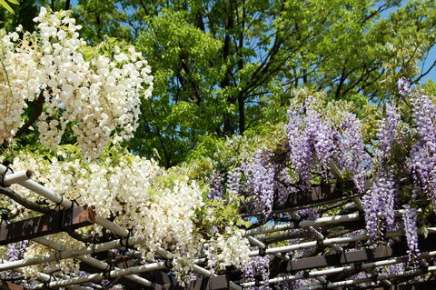 f:id:gzutetsu:20100429141159j:image
