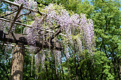 f:id:gzutetsu:20100429143826j:image