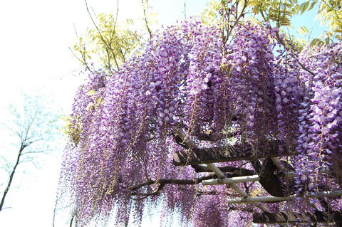 f:id:gzutetsu:20100429144830j:image