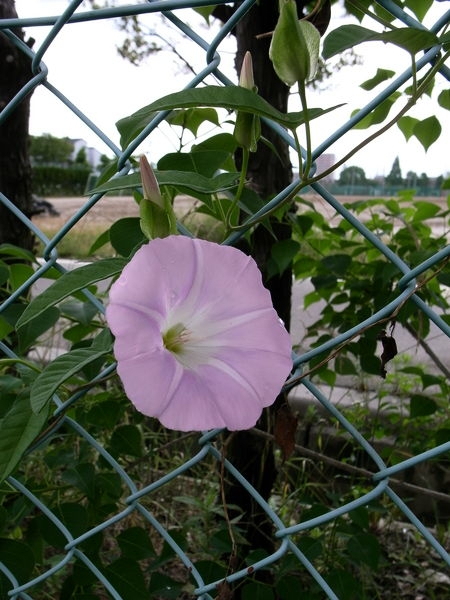 f:id:gzutetsu:20100619115020j:image