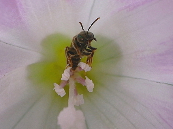 f:id:gzutetsu:20100619115030j:image
