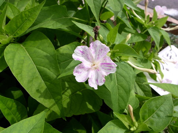 f:id:gzutetsu:20100625101545j:image
