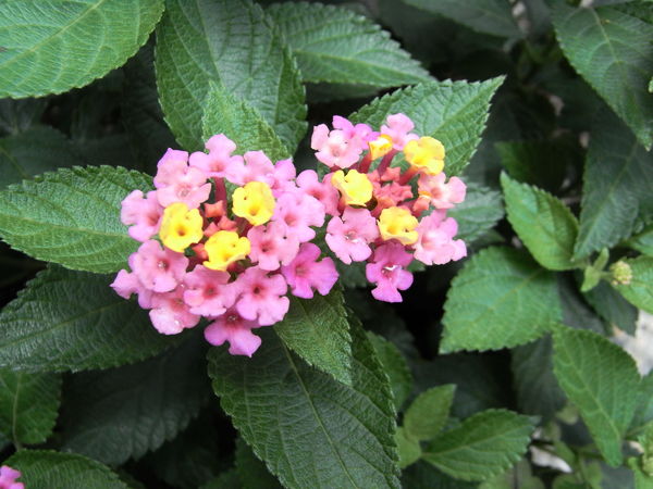 f:id:gzutetsu:20100704120006j:image