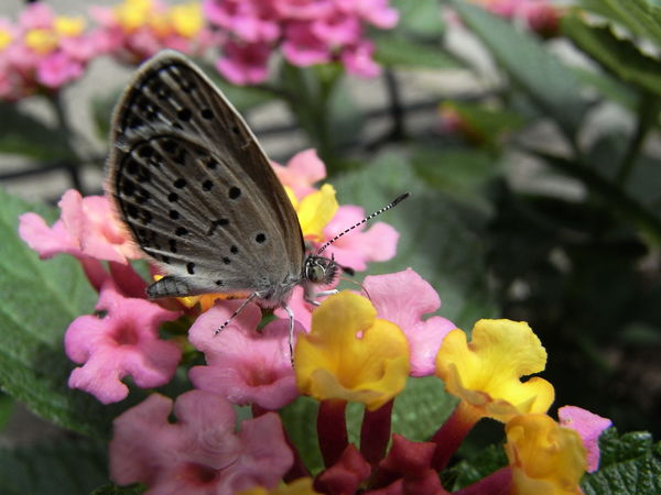 f:id:gzutetsu:20100704120049j:image