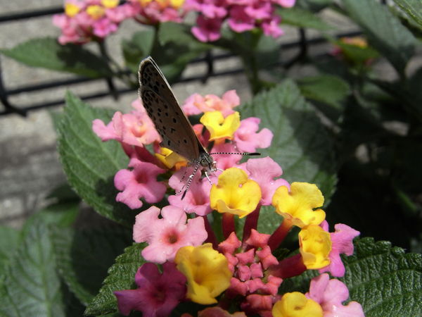 f:id:gzutetsu:20100704120101j:image