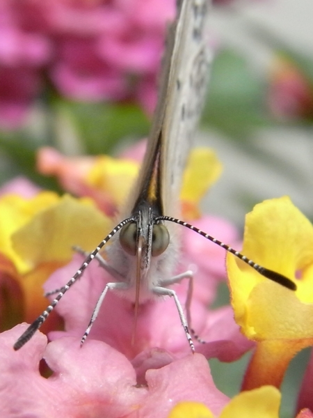 f:id:gzutetsu:20100704120116j:image