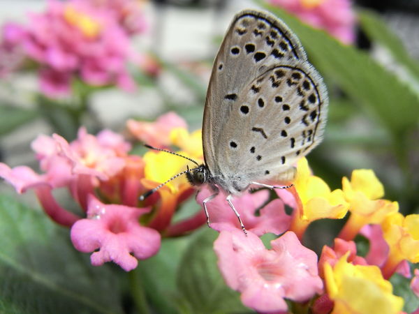f:id:gzutetsu:20100704120128j:image