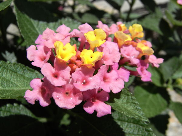f:id:gzutetsu:20100704120458j:image
