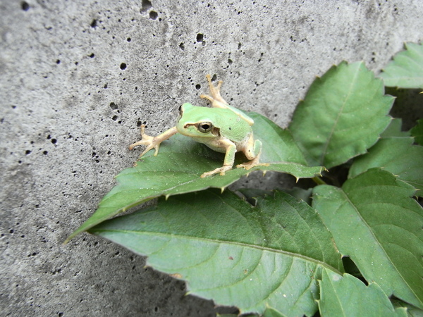 f:id:gzutetsu:20100808131155j:image