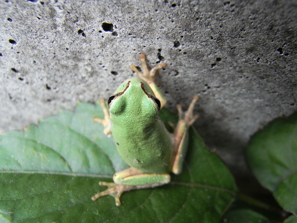 f:id:gzutetsu:20100808131234j:image