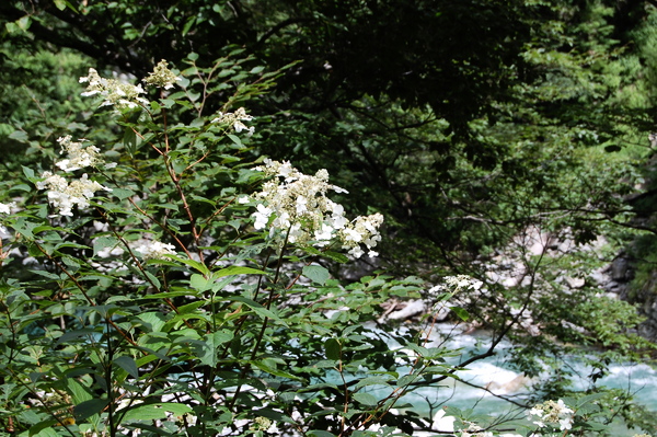 f:id:gzutetsu:20100811121732j:image