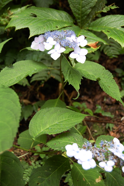 f:id:gzutetsu:20100811122113j:image