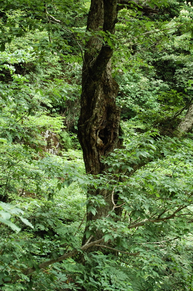 f:id:gzutetsu:20100811123451j:image