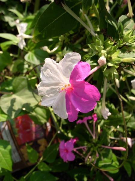 f:id:gzutetsu:20101005074119j:image