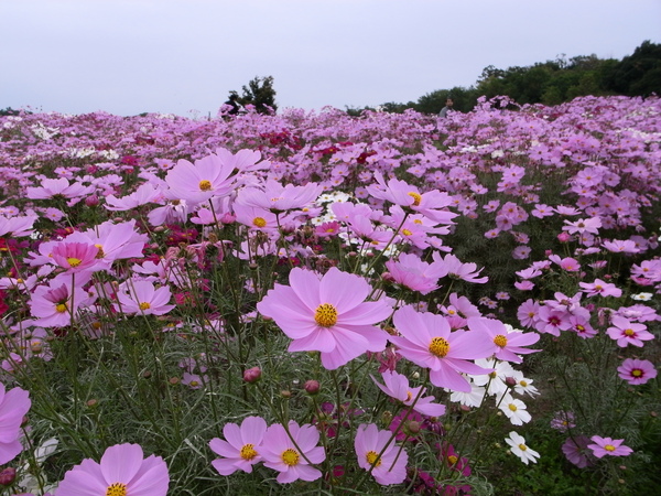 f:id:gzutetsu:20101024121203j:image