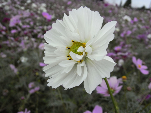 f:id:gzutetsu:20101024132720j:image