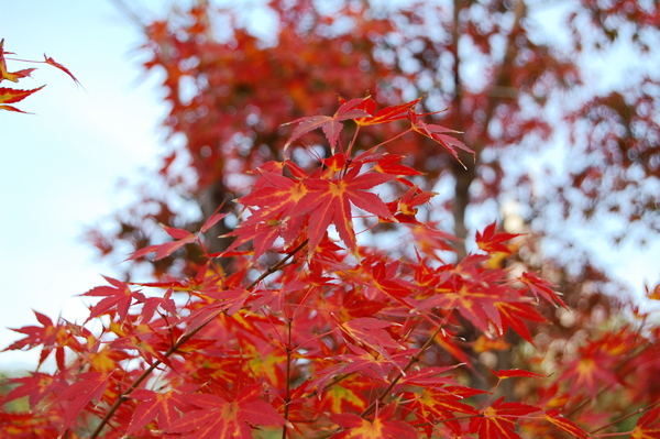 f:id:gzutetsu:20101128120746j:image
