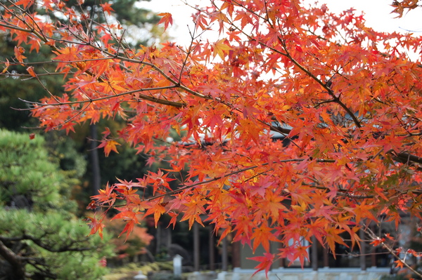 f:id:gzutetsu:20101128121711j:image