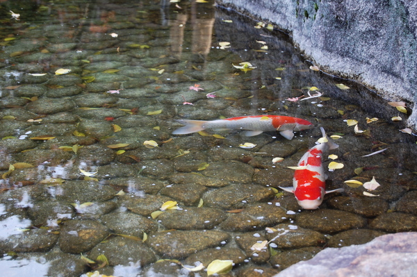 f:id:gzutetsu:20101128122046j:image