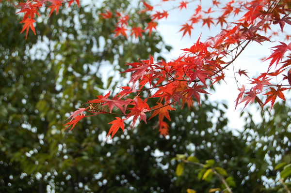 f:id:gzutetsu:20101128122240j:image