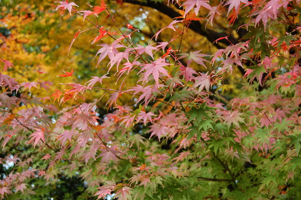 f:id:gzutetsu:20101128123100j:image