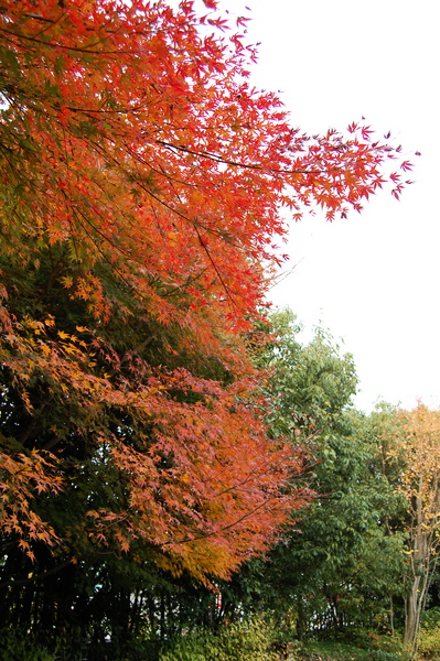 f:id:gzutetsu:20101128123143j:image