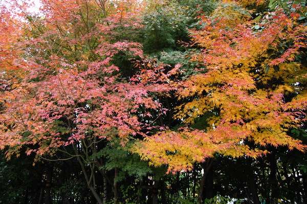 f:id:gzutetsu:20101128123211j:image