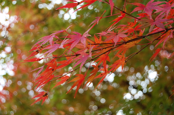 f:id:gzutetsu:20101128123449j:image