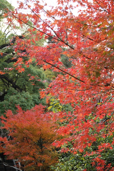 f:id:gzutetsu:20101128123624j:image