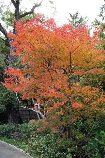 f:id:gzutetsu:20101128123709j:image