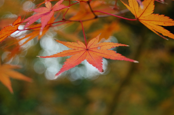 f:id:gzutetsu:20101128123741j:image
