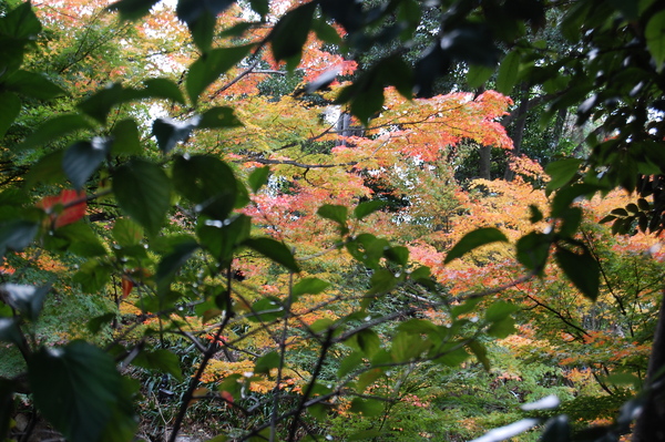 f:id:gzutetsu:20101128125345j:image