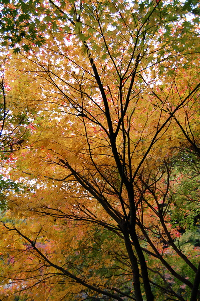 f:id:gzutetsu:20101128125423j:image