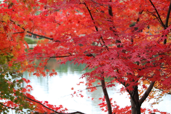 f:id:gzutetsu:20101128125752j:image