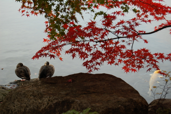 f:id:gzutetsu:20101128125920j:image