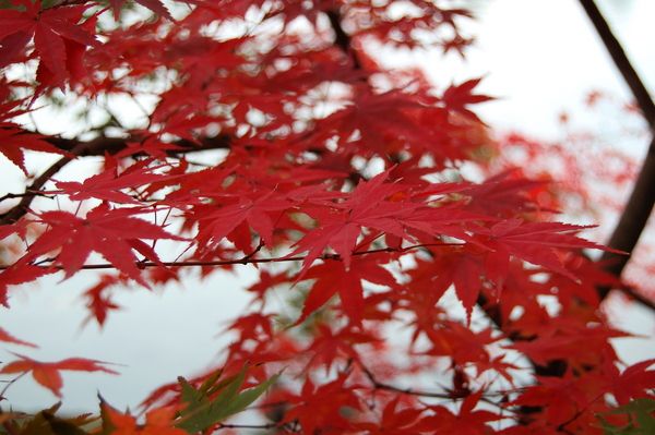 f:id:gzutetsu:20101128130009j:image