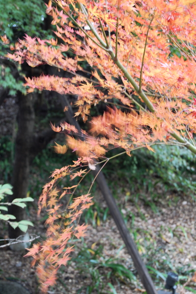 f:id:gzutetsu:20101128132141j:image