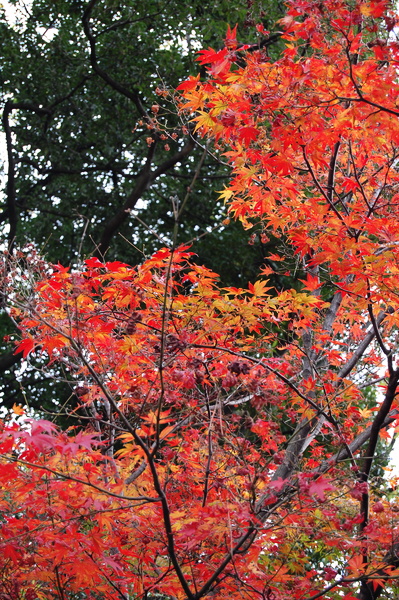 f:id:gzutetsu:20101128132614j:image