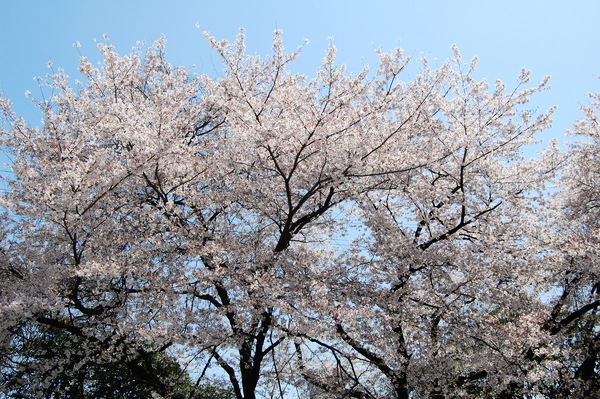 f:id:gzutetsu:20110410122930j:image