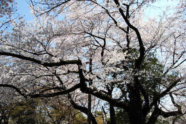 f:id:gzutetsu:20110410134650j:image