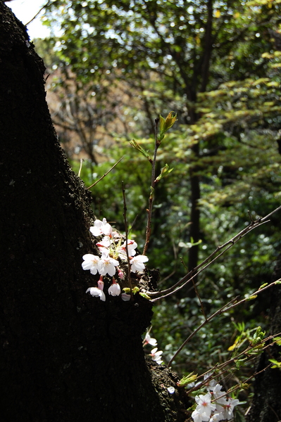 f:id:gzutetsu:20110410134754j:image